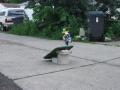 Take jumps with style....