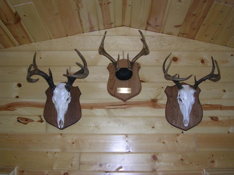 The 2004 bucks at the cabin
