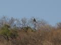 Baboon hanging out in a tree