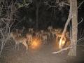 Nice herd of Impala